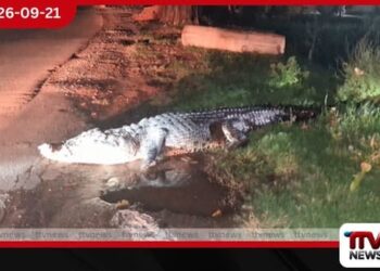 කරදියාන පාලම අසල දැවැන්ත කිඹුලෙක් සැරිසරයි