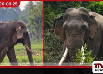 කාවන්තිස්ස ඇතාට වනජීවී විශේෂඥයන්ගෙන් කඩිනම් ප්රතිකාර ඇරඹේ!