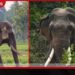 කාවන්තිස්ස ඇතාට වනජීවී විශේෂඥයන්ගෙන් කඩිනම් ප්රතිකාර ඇරඹේ!