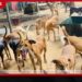 ජලභීතිකාව තුරන් කිරීමේ අරමුණින් සුනඛයින් ලියාපදිංචි කිරීමේ නව පනත් කෙටුම්පත පාර්ලිමේන්තුවට