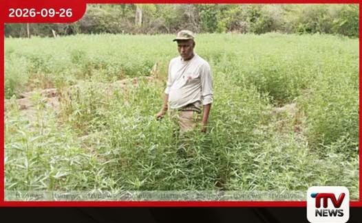 හම්බේගමුව උණකන්දේ කෝටි 5කට අධික ගංජා හේන් දෙකක් වටලා සැකකරුවන් දෙදෙනෙක් අත්අඩංගුවට