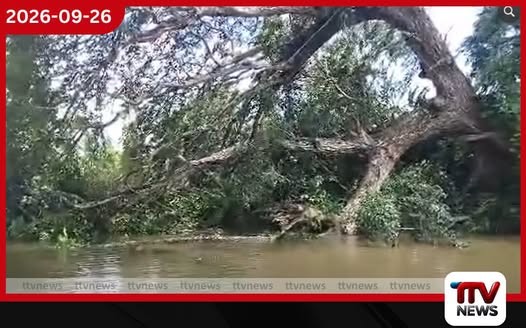 කද්දුව හන්දිය අසල විශාල ගසක් මාර්ගයට කඩා වැටෙයි