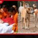 ආලෝකාට මතක ඉතුරු කර ගජමිතුරා සෝ දිවිසැරිය නිමා කරයි!