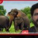 ප්‍රමිතියෙන් තොර අලි රතිඤ්ඤා නිසා ශ්‍රී ලංකාවේ අලි ඇතුන්ගෙන් 30%කට ශ්‍රවණාබාධ…