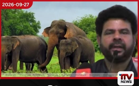ප්රමිතියෙන් තොර අලි රතිඤ්ඤා නිසා ශ්රී ලංකාවේ අලි ඇතුන්ගෙන් 30%කට ශ්රවණාබාධ…