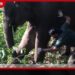 වෙඩි වැදී පාදයක් තුවාල වූ මොරගොඩ හුරුලුවැව ඇතින්නට වනජීවි පශු වෛද්‍යවරුන්ගෙන් ප්‍රතිකාර