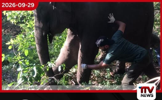 වෙඩි වැදී පාදයක් තුවාල වූ මොරගොඩ හුරුලුවැව ඇතින්නට වනජීවි පශු වෛද්යවරුන්ගෙන් ප්රතිකාර