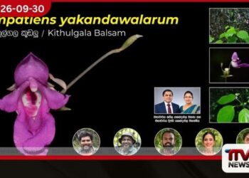 කෑගල්ල කිතුල්ගලින් ශ්රී ලංකාවට ආවේණික නව කූඩලු ශාක විශේෂයක් සොයා ගනී