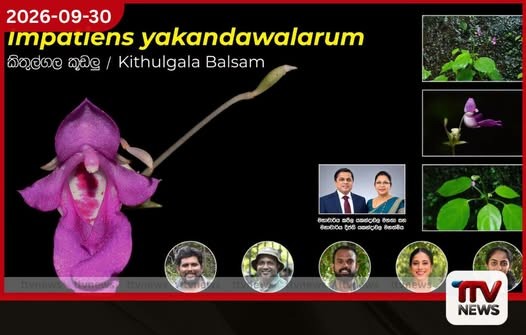 කෑගල්ල කිතුල්ගලින් ශ්රී ලංකාවට ආවේණික නව කූඩලු ශාක විශේෂයක් සොයා ගනී