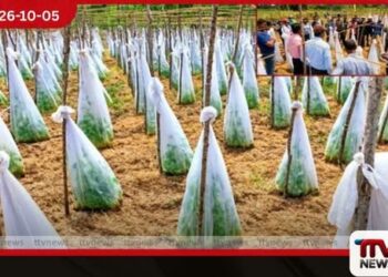 පන්දලම් බෝග සඳහා  බෝග ආවරණ ක්‍රමයක්  හඳුන්වාදෙයි