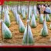 පන්දලම් බෝග සඳහා බෝග ආවරණ ක්රමයක් හඳුන්වාදෙයි