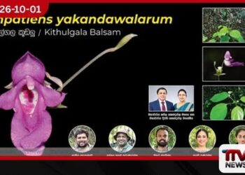 කිතුල්ගල මන්නකැති ඇල්ලෙන් මෙරටට ආවේණික නව කූඩලු ශාක විශේෂයක් සොයා ගනී!