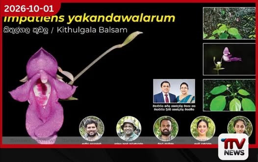 කිතුල්ගල මන්නකැති ඇල්ලෙන් මෙරටට ආවේණික නව කූඩලු ශාක විශේෂයක් සොයා ගනී!