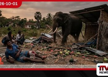 ගල්ගමුව, පාලුකඩවලදී කොමඩු අලෙවිසැලකට වන අලියෙකු පහරදෙයි