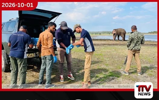 කවුඩුල්ල ජාතික උද්යානයේ තුවාල වී සිටි අවුරුදු 40ක පමණ පිරිමි වන අලියෙකුට ප්රතිකාර කරයි