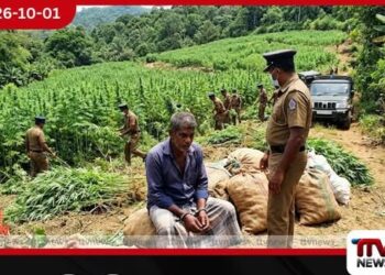 හම්බේගමුව ගෝමවලදී ගංජා ගස් 47,150ක් සමඟ 53 හැවිරිදි සැකකරුවෙකු අත්අඩංගුවට