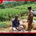 හම්බේගමුව ගෝමවලදී ගංජා ගස් 47,150ක් සමඟ 53 හැවිරිදි සැකකරුවෙකු අත්අඩංගුවට