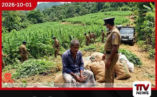 හම්බේගමුව ගෝමවලදී ගංජා ගස් 47,150ක් සමඟ 53 හැවිරිදි සැකකරුවෙකු අත්අඩංගුවට