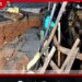 අධික වැසි සමඟ ගලහ-දෙල්තොට මාර්ගයේ පාලමක් කඩා වැටෙයි ගමනාගමනය නවතී