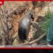 විලච්චිය මන්නාරම් හන්දියේ ළිඳකට වැටුණු වන අලියෙක් හොඬේ පැටලුණු ලණුවත් ඉවත් කර වනජීවී නිලධාරීන් අලියා බේරාගනී