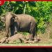මැදවච්චිය පිහිණියාගොල්ලෑව ප්රදේශයේ අසනීප වූ අලි පැටවාට ප්රතිකාර කරන්න මවගෙන් ඉඩක් ගන්න නිලධාරීන්ට දැඩි වෙහෙසක් දරන්න සිදුවෙයි
