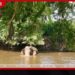 තුවාල ලැබූ සියඹලන්ගමුවේ දළ ඇතාගේ තුවාලය සුව වන ලකුණු පෙනුණත් අජීර්ණ තත්ත්වයටත් ප්රතිකාර අඛණ්ඩව