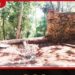 මිහින්තලා පුදබිමේ මිහිඳු ගුහාව ළඟ වැසිකිළියක් හදන්න අවසර දීලා.. පුරාවස්තුවලට හානි විය හැකියි..