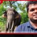 කාවන්තිස්සගේ මරණය මැද වනජීවී පශු වෛද්‍ය ඉසුරු ඉල්ලා අස්වීමේ ලිපියක් භාරදීලා නැහැ