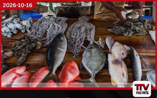 පෑලියගොඩ ප්රධාන මාළු වෙළෙඳපොළේ මත්ස්ය මිල ගණන් සීඝ්රයෙන් පහළට…