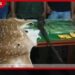 මහියංගනයේ නිවෙසකින් නීතිවිරෝධී ගිනි අවියක් සහ තිත් මුවෙකුගේ වියළි සමක් සමඟ නිවෙස් හිමියා අත්අඩංගුවට!