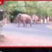 ගලෙන්බිඳුණුවැව ජනතාවට අලි කරදර උග්ර වෙයි…