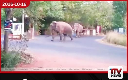 ගලෙන්බිඳුණුවැව ජනතාවට අලි කරදර උග්ර වෙයි…