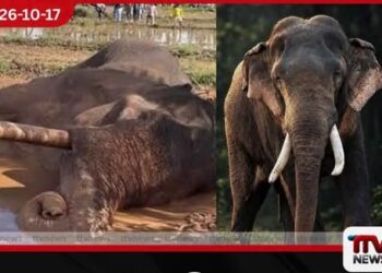 රටම කම්පා කළ කාවන්තිස්ස හස්තියාගේ මරණය ගැන විධිමත් පරීක්ෂණයකට අධිකරණයෙන් නියෝග!