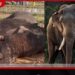 රටම කම්පා කළ කාවන්තිස්ස හස්තියාගේ මරණය ගැන විධිමත් පරීක්ෂණයකට අධිකරණයෙන් නියෝග!