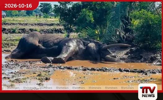 ප්රතිකාර ලබන කාවන්තිස්ස ඇතා බලන්න රොක්වෙන්න එපා