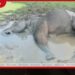 පරංගියාවාඩිය මහ වැව අසල අසනීපව සිටි වන අලියෙකු මියයයි