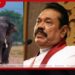 මහා වනාන්තරයේ රජුට සුබ ගමන්