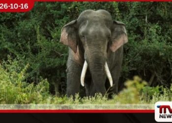 රෝගාතුරුව සිටි කාවන්තිස්ස හස්තිරාජයා මියයයි