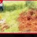 වෙඩිතබා මැරූ අලියෙකුගේ සිරුරු කොටස් කැබලිවලට කපා ගිනිතබා වැසිකිළි වළවල් දෙකකට දමලා…