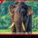 අග්බෝ ඇතා සෙවීමේ මෙහෙයුම් අඛණ්ඩව…