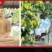 වසර 20ක් පිරෙන බොරැල්ලේ බෝසෙත ධම්ම නිකේතනයෙන් සමාජ සත්කාර රැසක් සමඟ පිංකම් මාලාවක්!