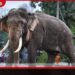 කාවන්තිස්සගේ මරණය අහම්බයක් නොවේද?