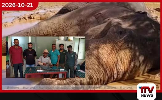 කාවන්තිස්ස වැනි අහිංසක සතුන් මැරීමට හේනේ සඟවාගෙන සිටි නීතිවිරෝධී ගිනිඅවියක් සමඟ සැකකරුවෙක් විල්පත්තුවේදී අල්ලයි!