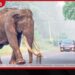 මෙරට විශාලම දළ ඇති මහසෙන් අතුරුදන්