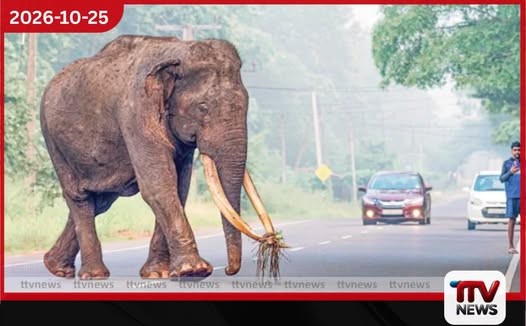 මෙරට විශාලම දළ ඇති මහසෙන් අතුරුදන්