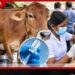 ජලභීතිකාව හැදිලා තිබ්බ හරකෙකුගේ කිරි බීපු ඉන්දියානුවෝ 450 කට ජලභීතිකා එන්නත් දීලා