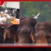 වන අලි රැකගන්න යුද හමුදා මූලස්ථානයේ විශේෂ මෙහෙයුම් මැදිරියක්