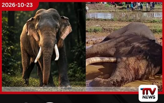 කාවන්තිස්ස ඇත් රජුගේ සත්දින දානමය පින්කම අද