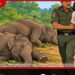 රඹෑවදී අනවසර විදුලි රැහැනකට බිලි වූ වනඅලි දෙදෙනාගේ මරණයට ඉඩම් හිමියා අත්අඩංගුවට!