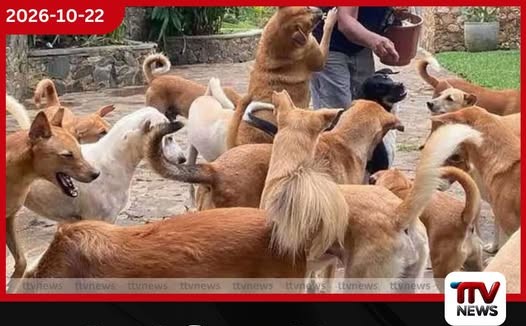 සුනඛ ලියාපදිංචිය, ජලභීතිකා පාලනය සහ සත්ව හිංසන දඬුවම් ගැන නව පනත් කෙටුම්පතට කාරක සභා අනුමැතිය